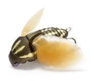 Воблер Beetle-X hm kamikiri Megabass