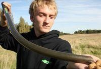 Кобра Korda Eazi Stick 25мм