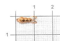 Мормышка Коза-муравей d3.5 003 медь Nautilus