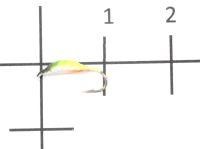 Мормышка Опарыш окрашенный с ушком d2 084-133 Nautilus