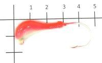 Мормышка судаковая Банан Светлячок кр. Gamakatsu 14гр красный Fish Gold