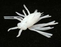 Приманка Bj-Bug Shirohitori 600 Bait Breath