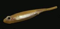 Приманка Flash J 1" SW 113 natural/silver Fish Arrow