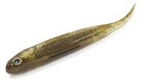 Приманка Flash J 3" 01 gp/silver Fish Arrow