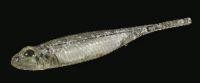 Приманка Flash J 4" SW 111 clear holo/silver Fish Arrow