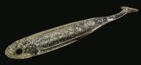 Приманка Flash J Shad 3" SW 111 clear holo/silver Fish Arrow
