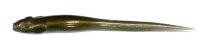 Приманка Honjikomi hazedong 3.5" smoke solid gold rearl Megabass