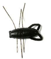 Приманка Insecter 1.6" F06 Black Reins
