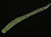 Приманка Needle 2.5'' SW glow chart S151 Bait Breath