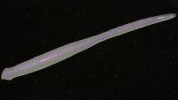 Приманка Needle 2.5'' SW glow white pearl S149 Bait Breath
