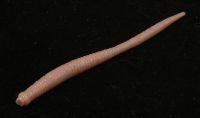 Приманка Needle 2.5'' SW sakura pink S823 Bait Breath