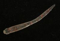 Приманка Needle RealFry 2'' SW clear glow/red S824 Bait Breath