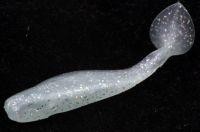 Приманка Original 120/84 Trout Pro