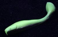 Приманка Original 55/158 Trout Pro