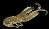 Приманка Rush Craw 2" clear/keime light S831 Bait Breath