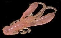 Приманка Rush Craw 2" glow pink/keime light S832 Bait Breath