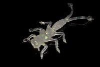 Приманка Веснянка белый флюо MicroKiller