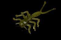 Приманка Веснянка болотно-зеленый MicroKiller