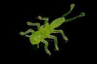 Приманка Веснянка лайм флюо MicroKiller