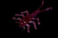 Приманка Веснянка фиолетовый MicroKiller
