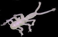 Приманка Веснянка хамелеон MicroKiller