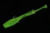 Приманка Ленточник зеленый флюо MicroKiller