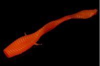 Приманка Ленточник морковный MicroKiller