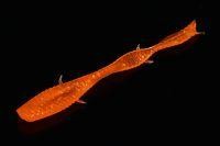 Приманка Ленточник оранжевый флюо MicroKiller
