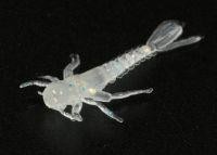 Приманка Поденка, белый флюо MicroKiller