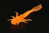 Приманка Поденка, оранжевый флюо MicroKiller