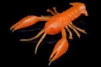 Приманка Рачок морковный MicroKiller