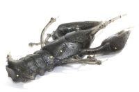 Приманка Рачок натуральный темный MicroKiller