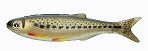 Мягкая приманка Izumi Umami 120 (3pcs pack) №11