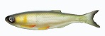 Мягкая приманка Izumi Umami 120 (3pcs pack) №2
