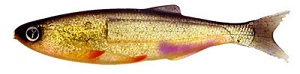 Мягкая приманка Izumi Umami 120 (3pcs pack) №4